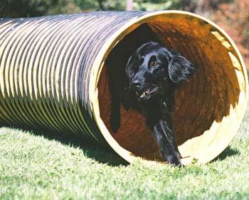 Flat-Coated Retriever additional photo
