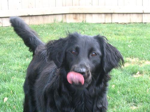 Nova Scotia Duck Tolling Retriever additional photo