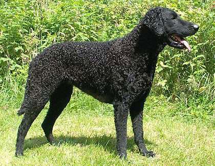 Lagotto Romagnolo additional photo