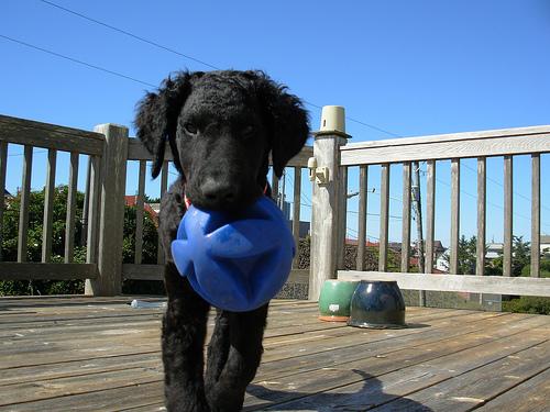 Lagotto Romagnolo additional photo