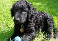 Lagotto Romagnolo additional photo