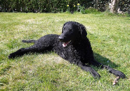 Curly-Coated Retriever
