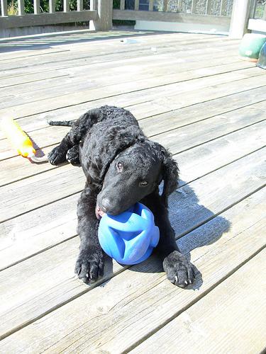 Lagotto Romagnolo additional photo