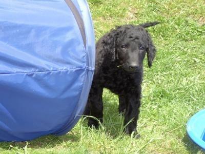 Lagotto Romagnolo additional photo