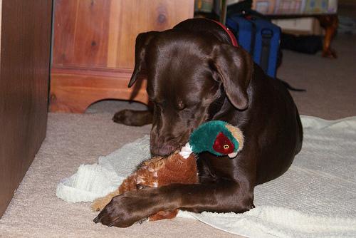 Labrador Retriever additional photo