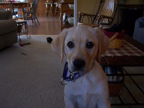 Labrador Retriever additional photo