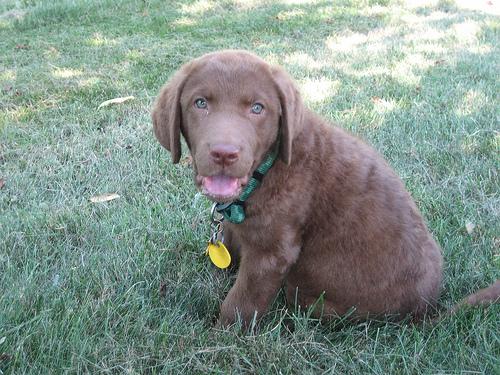 Chesapeake Bay Retriever additional photo