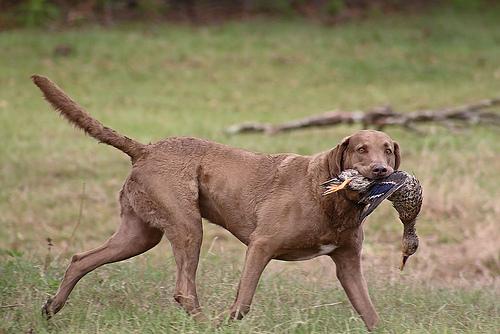Chesapeake Bay Retriever additional photo