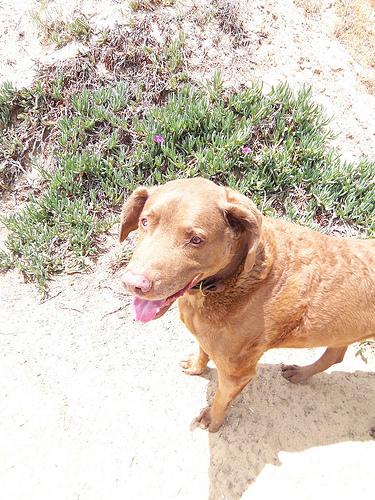 Chesapeake Bay Retriever additional photo