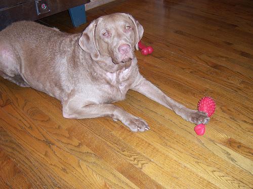 Chesapeake Bay Retriever additional photo