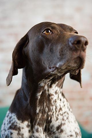 German Shorthaired Pointer additional photo