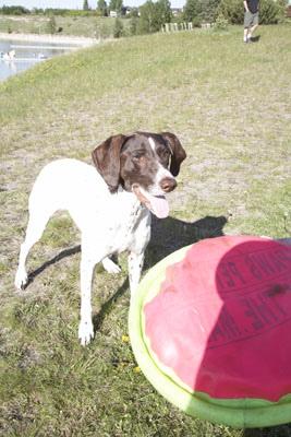 German Shorthaired Pointer additional photo