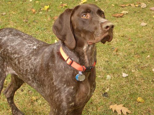 Bracco Italiano additional photo