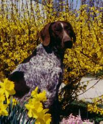 German Shorthaired Pointer additional photo