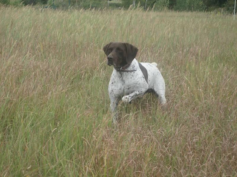 Wirehaired Pointing Griffon additional photo