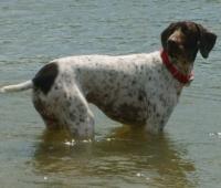 German Shorthaired Pointer additional photo