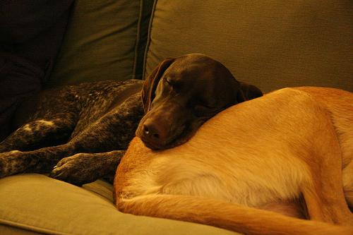 Wirehaired Pointing Griffon additional photo