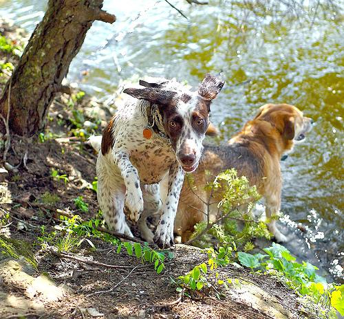 Wirehaired Pointing Griffon additional photo