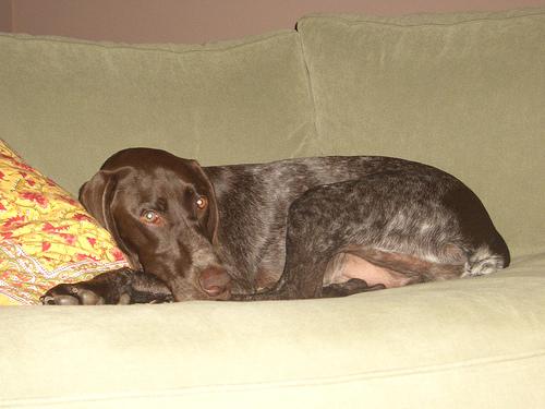 Bracco Italiano additional photo