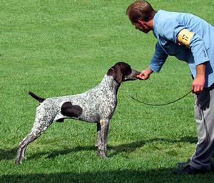 Wirehaired Pointing Griffon additional photo