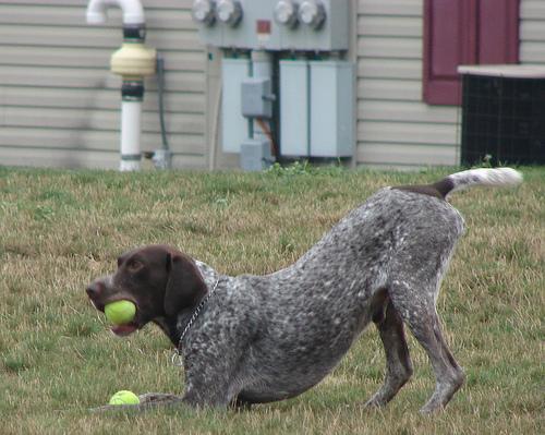 Bracco Italiano additional photo
