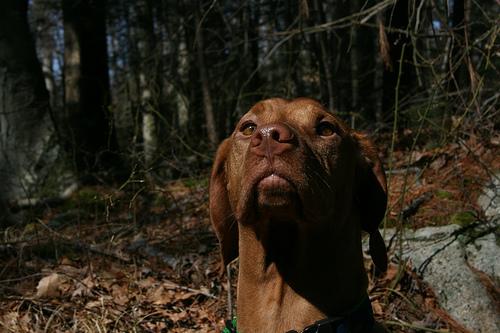 Vizsla additional photo