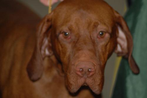 Vizsla additional photo