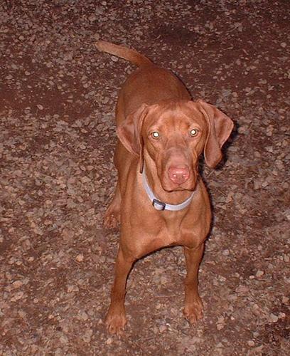 Wirehaired Vizsla additional photo