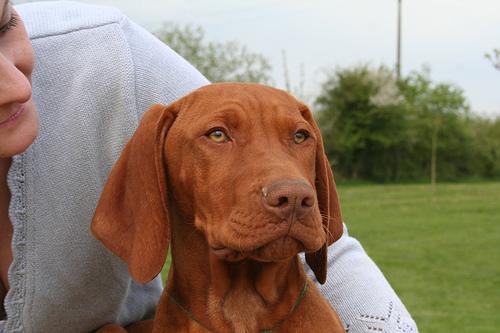 Vizsla additional photo