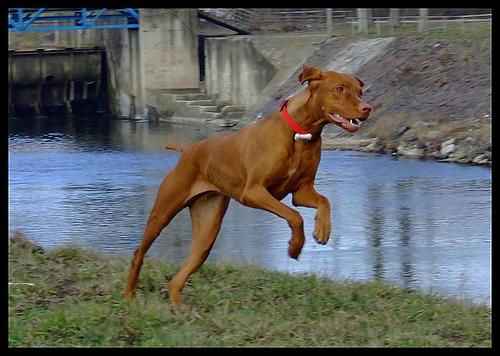 Wirehaired Vizsla additional photo