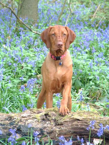 Vizsla additional photo