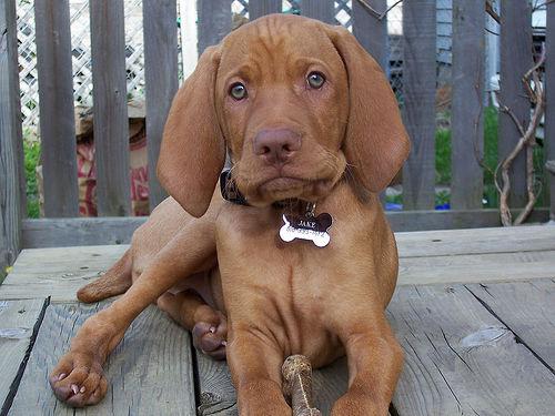 Wirehaired Vizsla additional photo