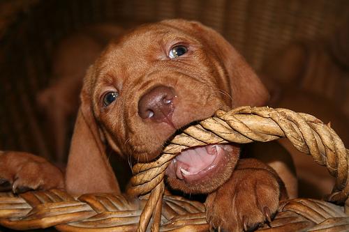 Wirehaired Vizsla additional photo