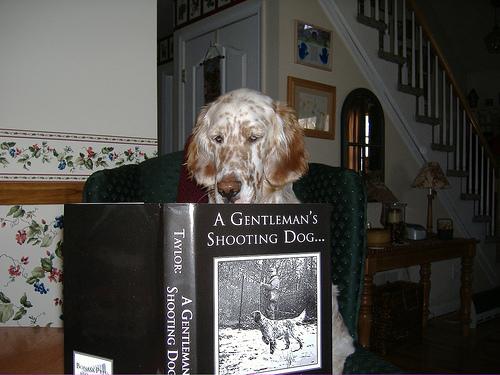 English Setter additional photo