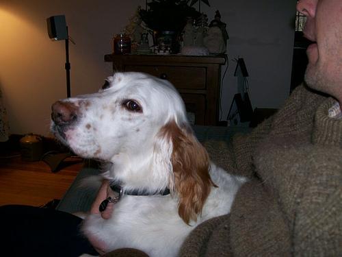 English Setter additional photo