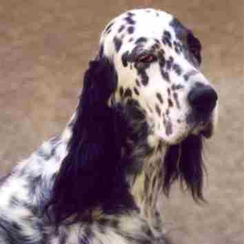 English Setter additional photo