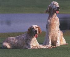 English Setter additional photo