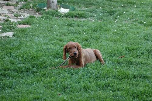 Irish Setter additional photo