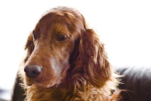 Irish Setter additional photo