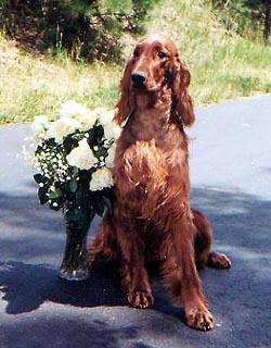 Irish Setter additional photo
