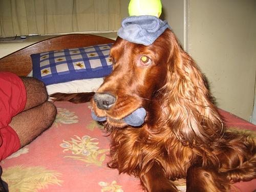 Irish Setter additional photo