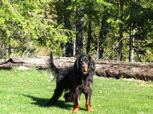 Gordon Setter additional photo