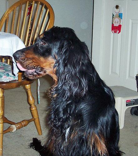 Gordon Setter additional photo