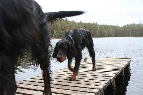 Gordon Setter additional photo