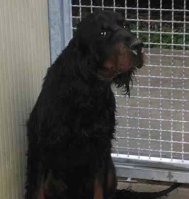Gordon Setter additional photo