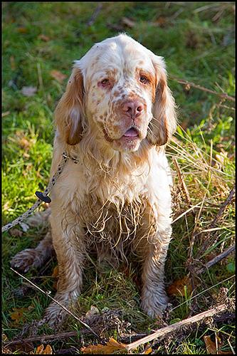 Clumber Spaniel additional photo