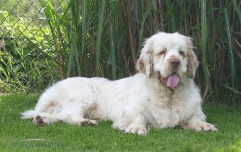 Clumber Spaniel additional photo