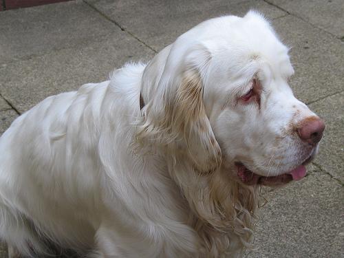 Clumber Spaniel additional photo
