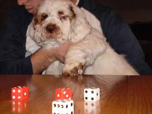 Clumber Spaniel additional photo