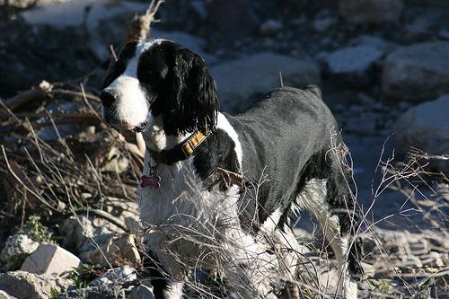 English Springer Spaniel additional photo
